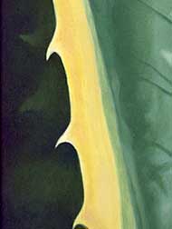 "Cactus II" Oil painting by Mark Vallen 