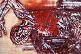 "Napalm 1" Painting by Leon Golub 1969 